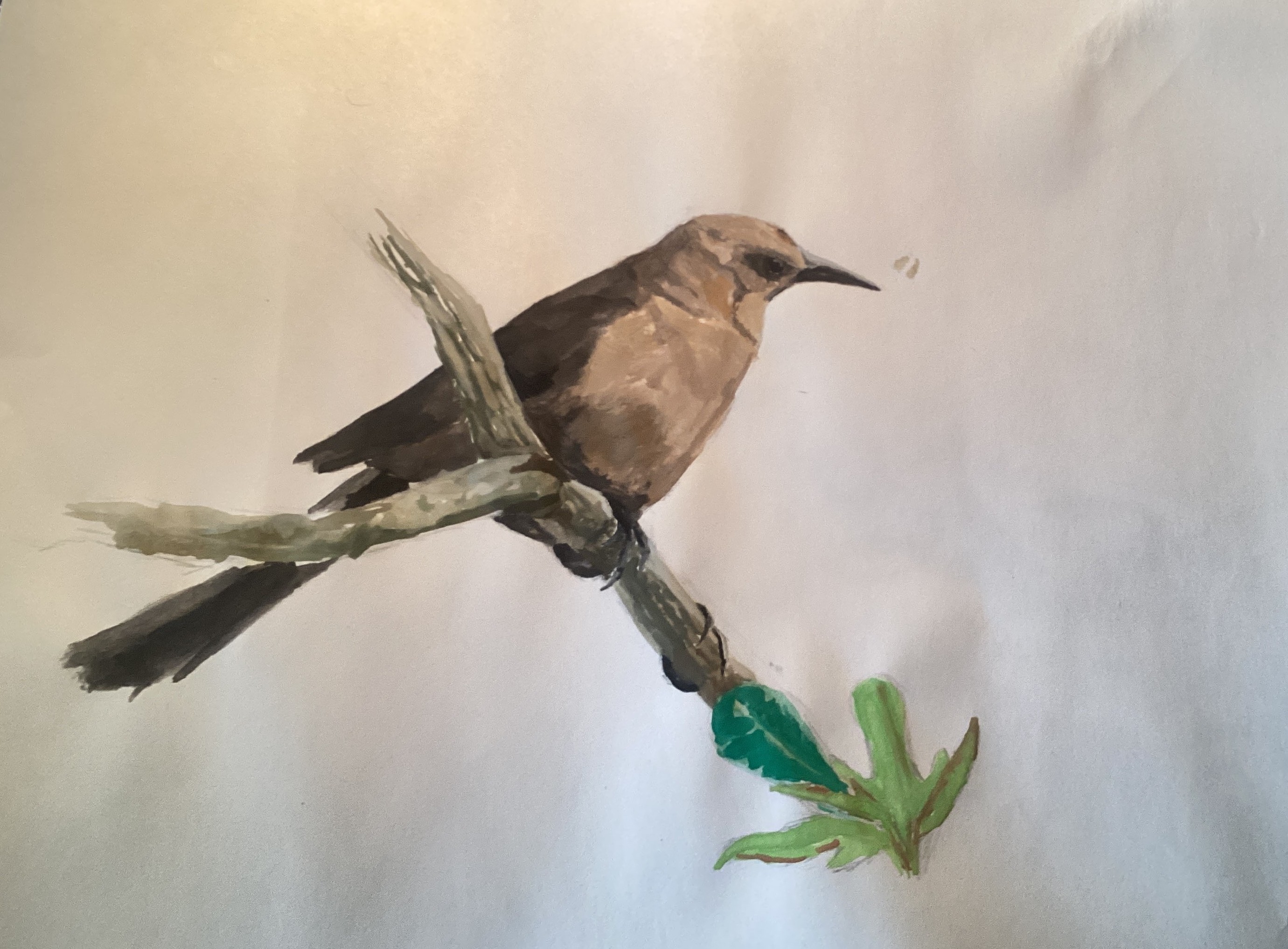 a cool bird i saw in a tree
